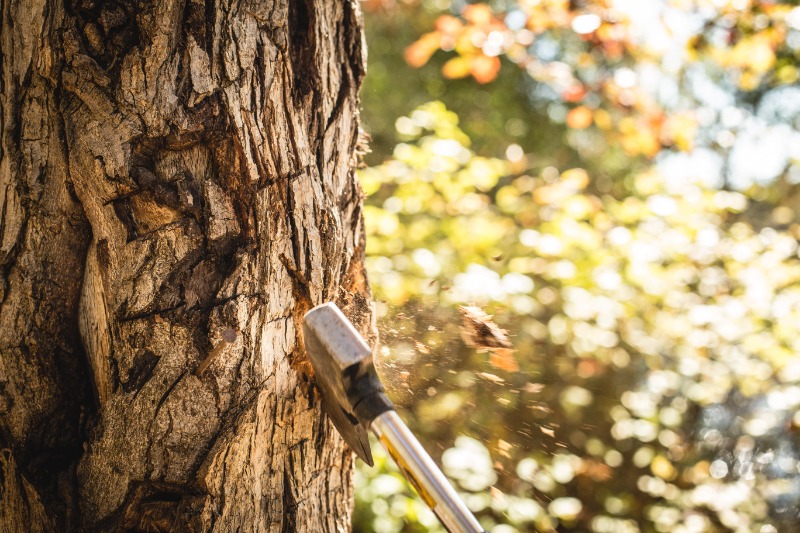 ÉLAGAGE ET ABATTAGE D'ARBRES