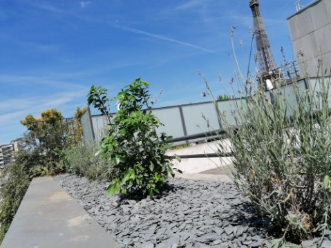 Terrasse parisienne