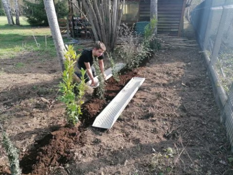 Plantation d'une haie