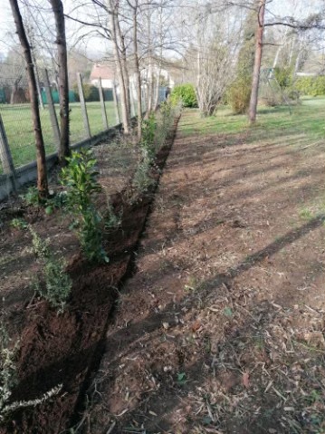 Plantation d'une haie